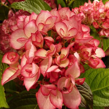 Hydrangea macrophylla Salsa Sidsalimp