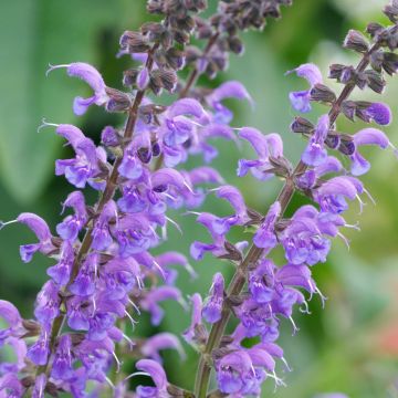 Salvia pratensis Rhapsody in Blue - Sauge des près