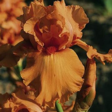 Iris Orange Embers - Tall Bearded Iris