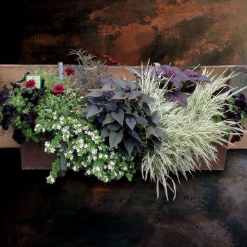 Bronze Planter Collection - 6 varieties of annuals