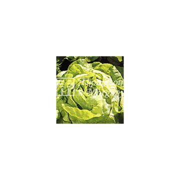 Lettuce All The Year Round - Lactuca sativa