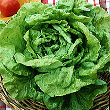 Butterhead Lettuce White seeded Gotte - Ferme de Sainte Marthe seeds