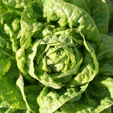 Butterhead Lettuce Fat Lazy Blonde - Ferme de Sainte Marthe seeds