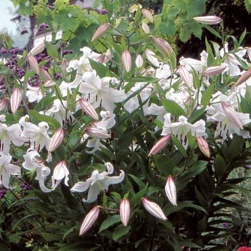 Lilium Casa Blanca - Lily