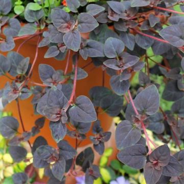 Lysimachia congestiflora Persian Chocolate - Loosestrife