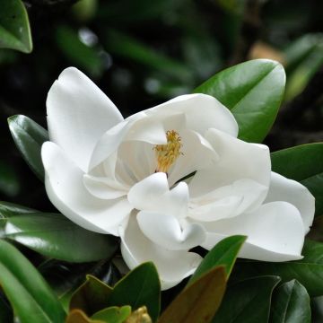 Magnolia grandiflora Double Nantais