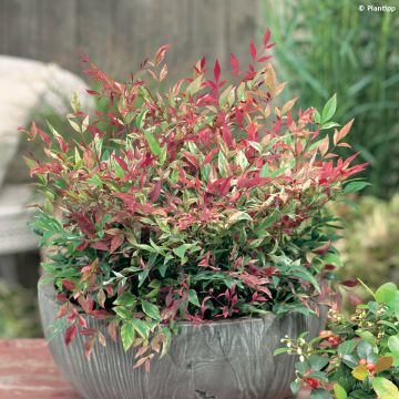 Nandina domestica Red Light - Sacred Bamboo