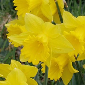 Narcissus 'Dutch Master'