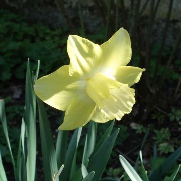 Narcissus Spellbinder - Daffodil