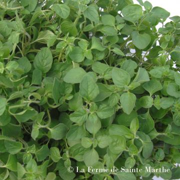 Greek Organic Oregano - Ferme de Sainte Marthe seeds