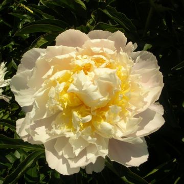 Paeonia x lactiflora Cheddar Cheese