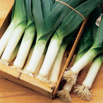 Electra Bio Leek - Ferme de Sainte Marthe seeds