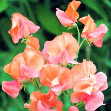 Lathyrus odoratus Prince of Orange - Sweet Pea Seeds