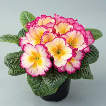 Primula vulgaris Scentsation Yellow Cream- English Primrose