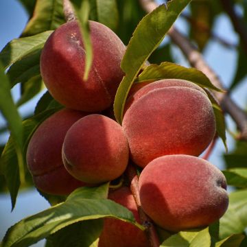 Prunus persica Sanguine - Peach Tree