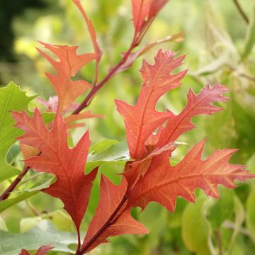 Quercus texana (nuttallii) New Madrid