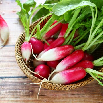 Bamba Bio Radish - Vilmorin seeds