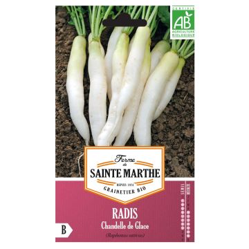 Radis Chandelle De Glace AB - Ferme de Ste Marthe