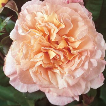 Rosa 'Fox-Trot' - Hybrid Tea Rose 