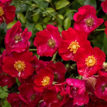 Rosa Vesuvia - groundcover shrub rose