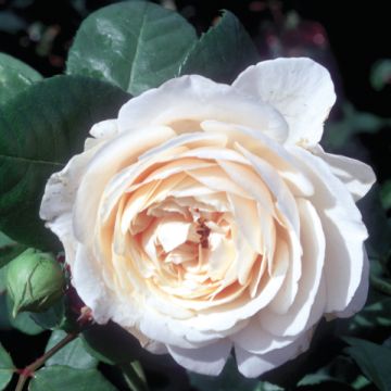 Rosa Fragrant Old White