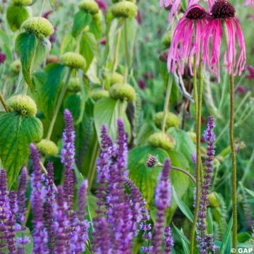 Salvia nemorosa Lubeca - Sauge des bois