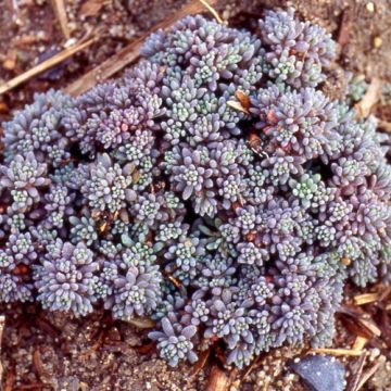 Sedum lydium Glaucum - Stonecrop