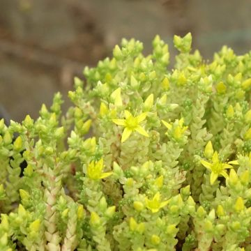 Sedum acre Yellow Queen - Stonecrop