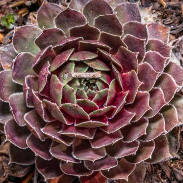 Sempervivum Ruby Star