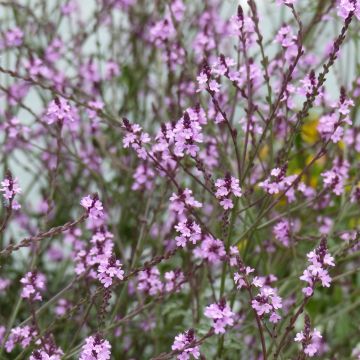 Verbena officinalis Bampton