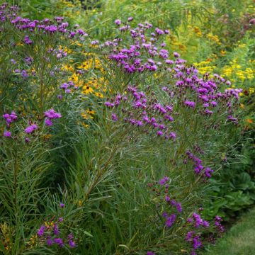 Vernonia lettermannii - Ironweed