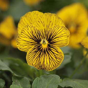 Viola cornuta Butterfly Tiger Eyes - Horned pansy