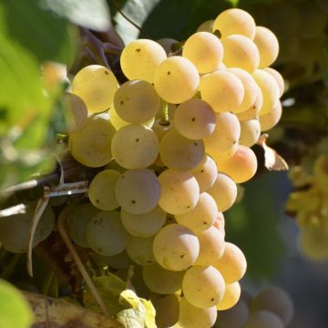 Vitis Fragola Bianca - Strawberry vine