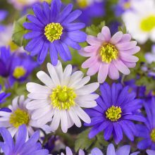 Anemone blanda Mix