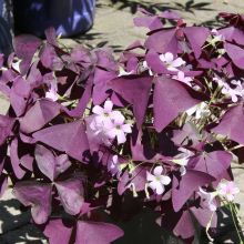 Oxalis triangularis subsp. papilionacea Atropurpurea