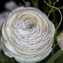 Ranunculus asiaticus White Pink Bicolor - Persian Buttercup