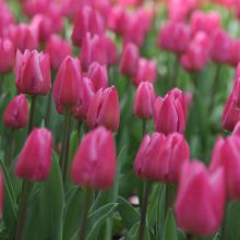 Tulipa Christmas Dream - Early simple Tulip