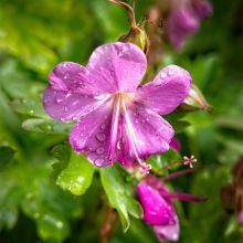 Geranium cantabrigiense Crystal Rose