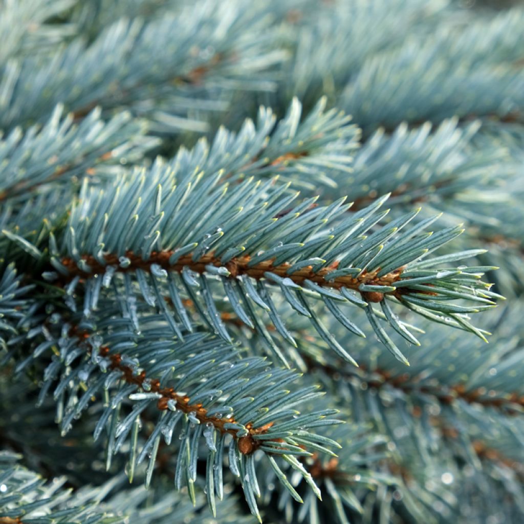 Picea pungens Karpaten