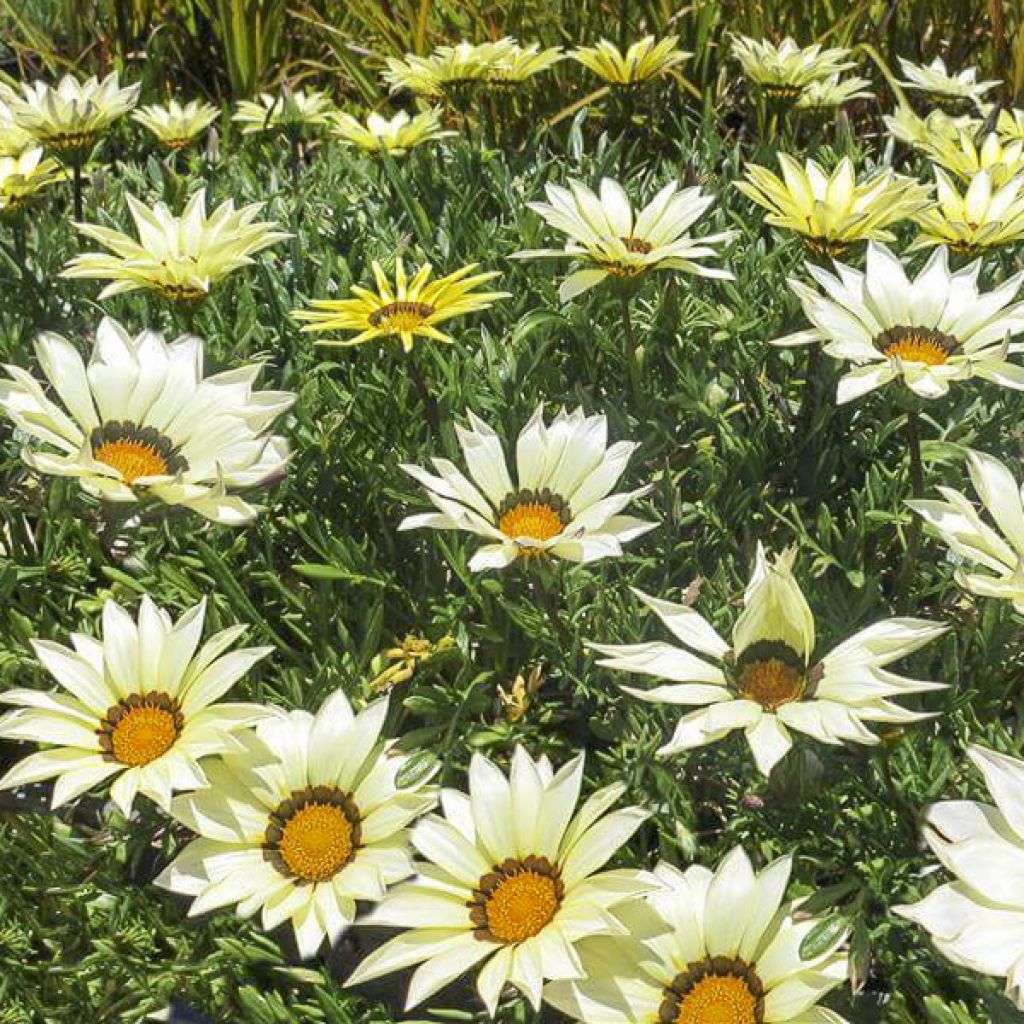 Gazania Kiss White F1 Seeds - Treasure flower