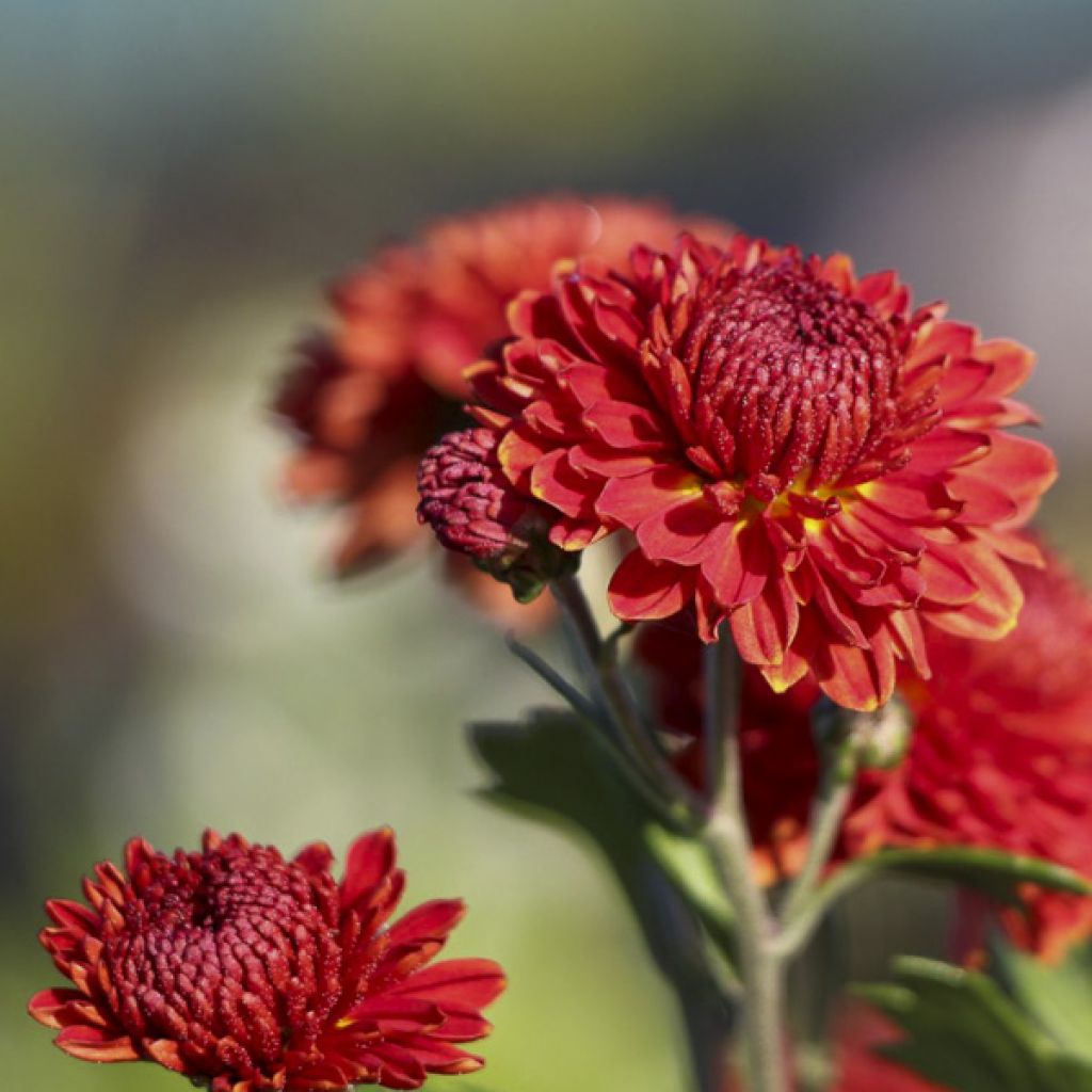 Chrysanthemum Rehauge