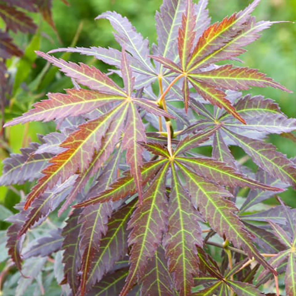 Acer palmatum Sumi-nagashi - Japanese Maple