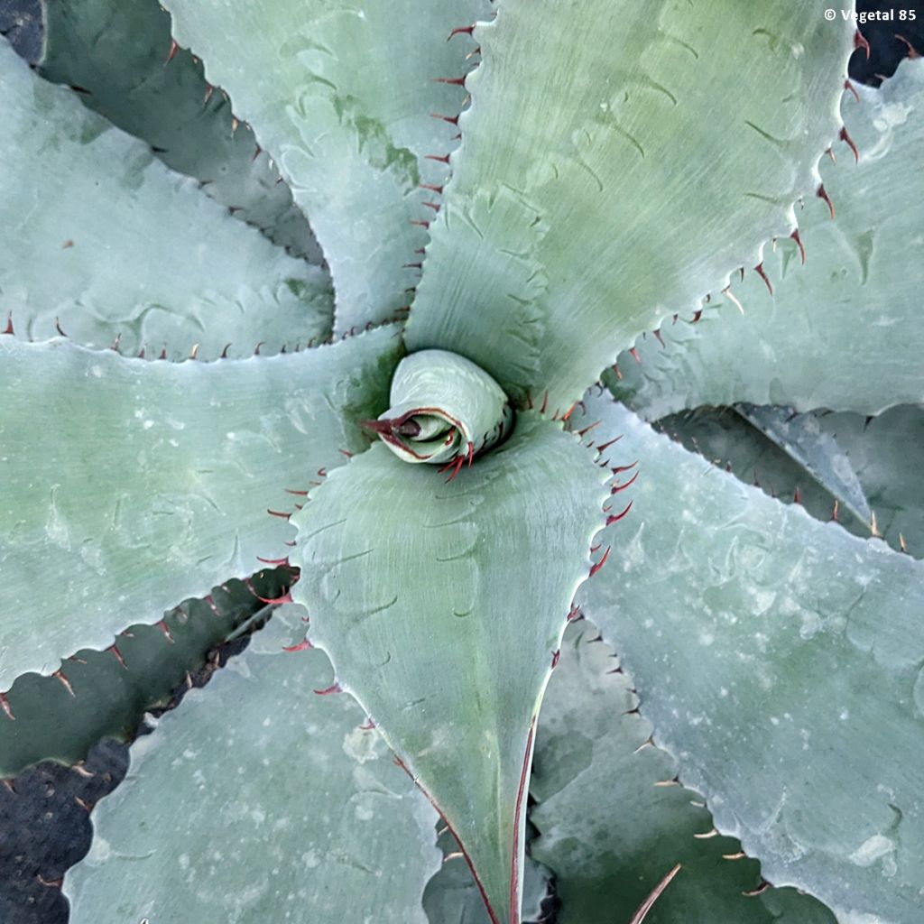 Agave durangensis