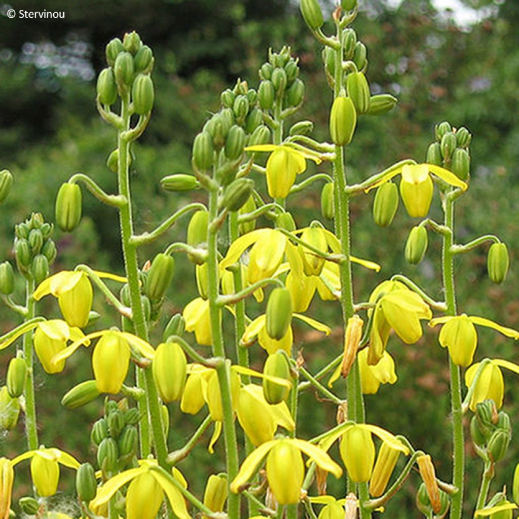 Albuca shawii 