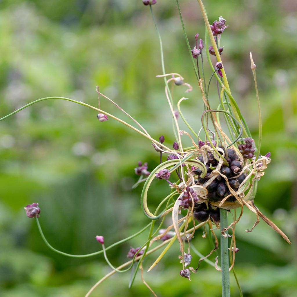 Art Chives - Allium scorodoprasum