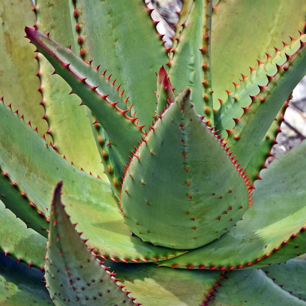 Aloe ferox 