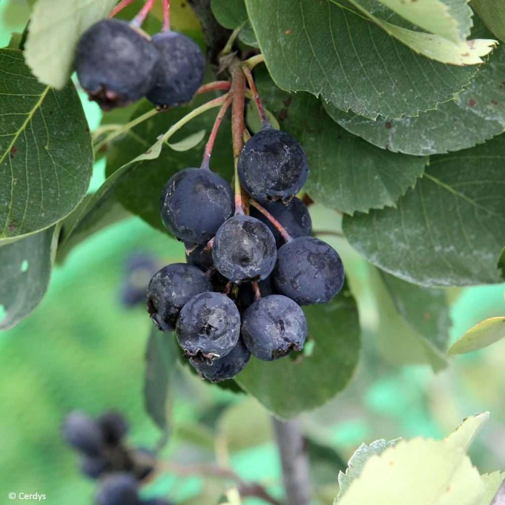 Amelanchier alnifolia Saskablue