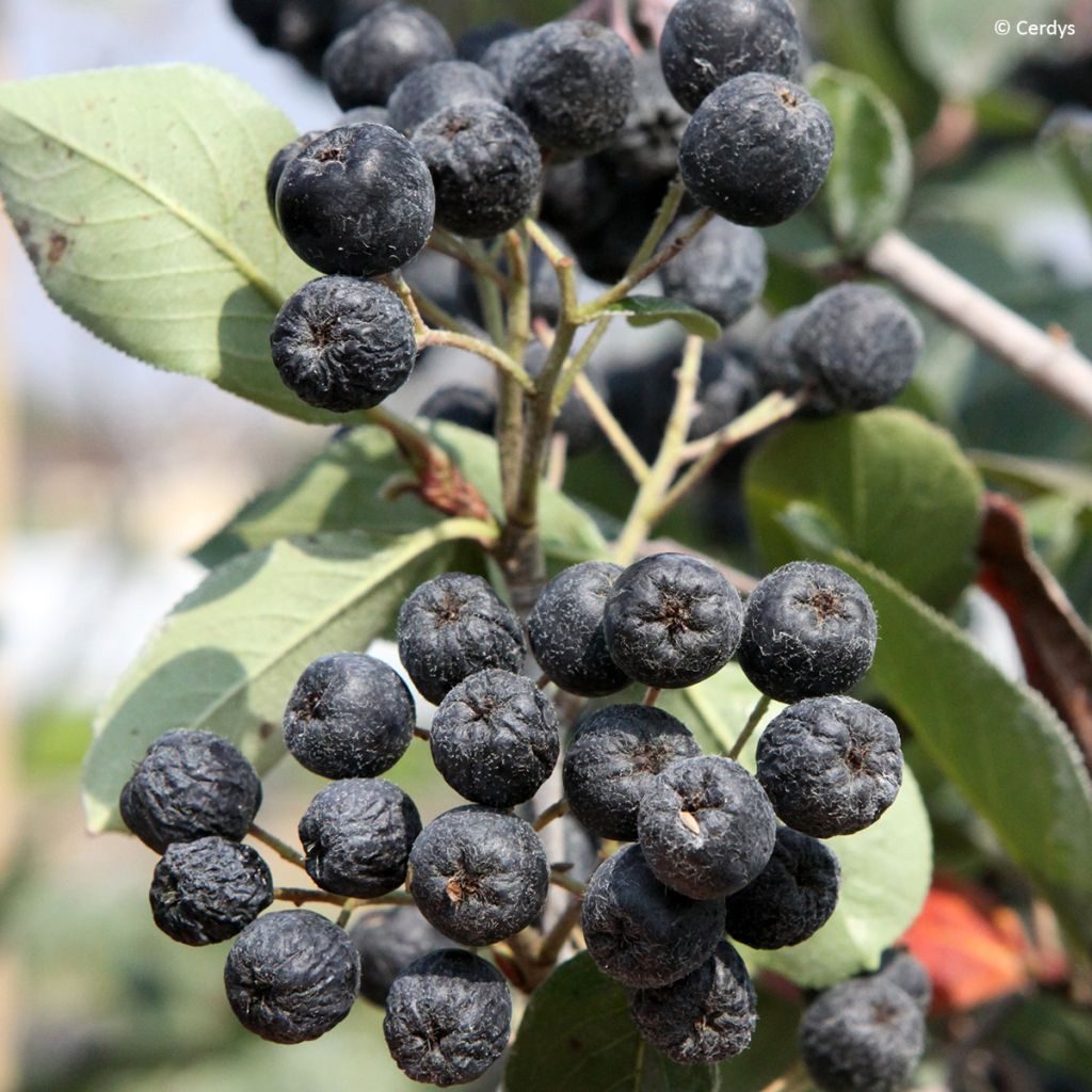 Aronia prunifolia Rubina