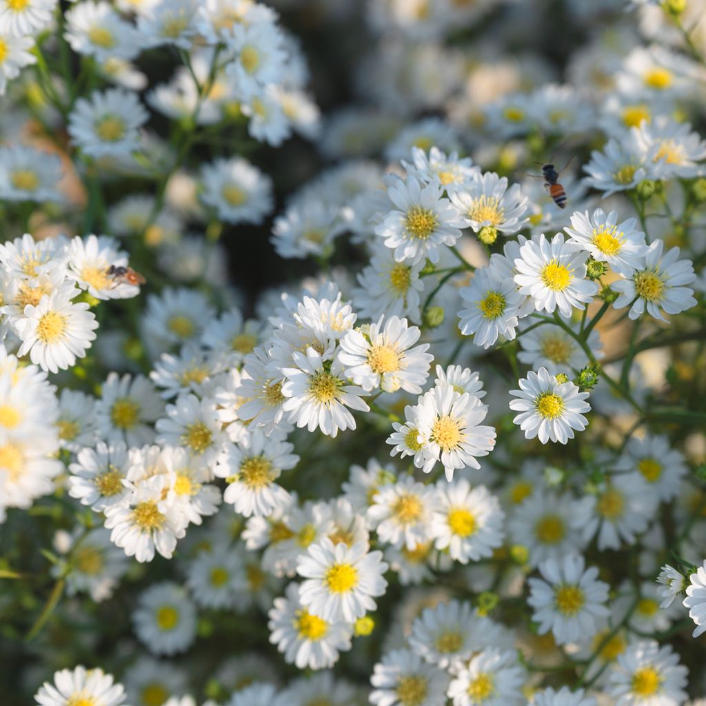 Aster ericoïdes Schneegitter - Heath Aster