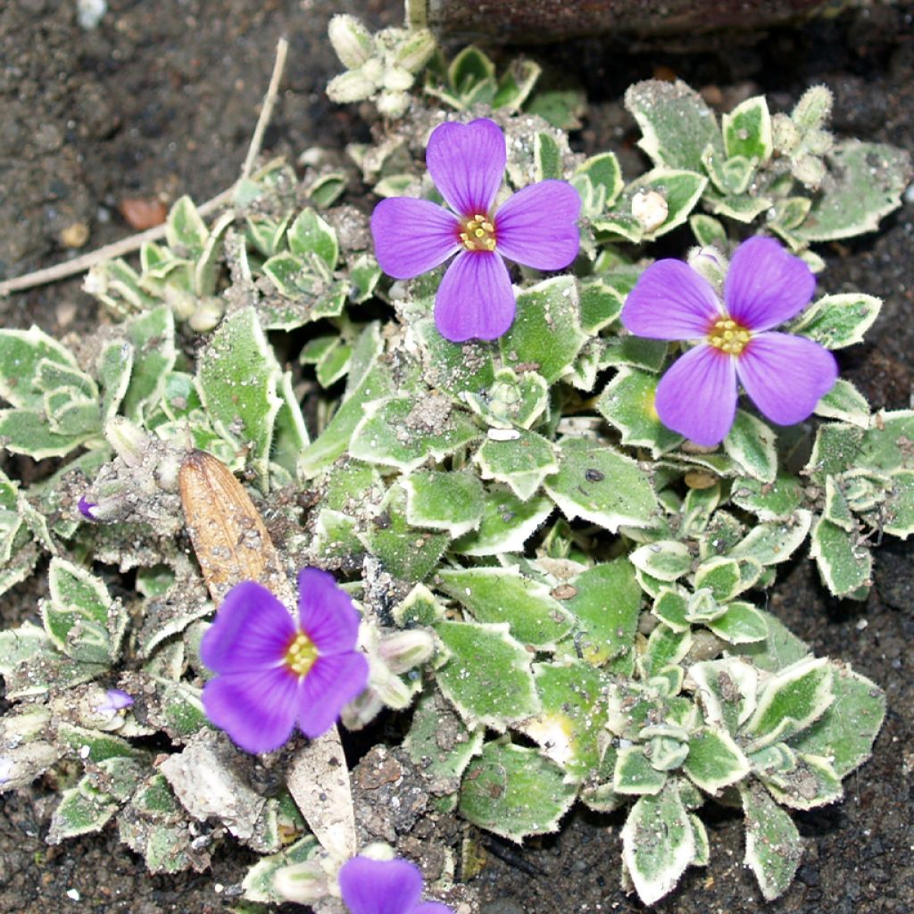 Aubrieta x cultorum Silberrand